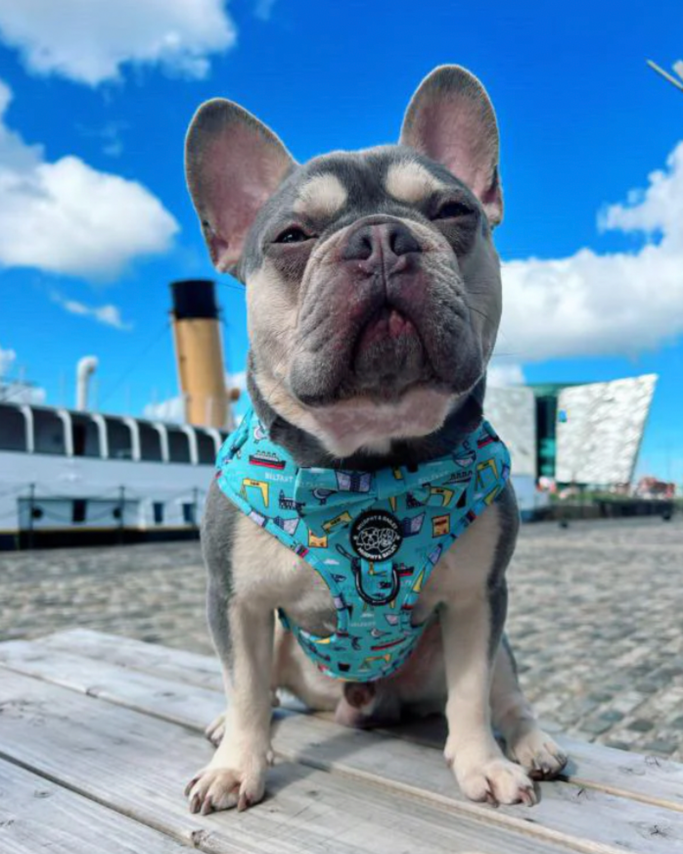 Dog Harness | Mutts About Belfast | Murphy & Bailey