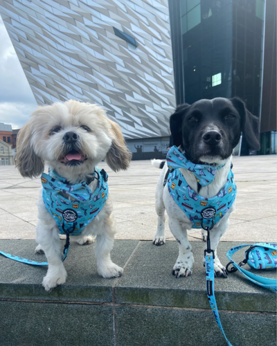 Dog Harness | Mutts About Belfast | Murphy & Bailey